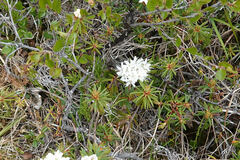Rhododendron tomentosum