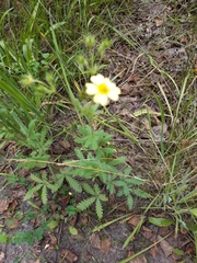 Potentilla recta