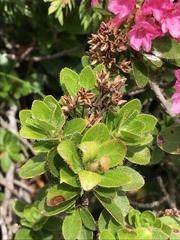 Rhododendron hirsutum