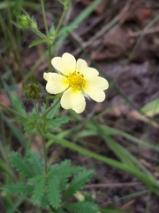 Potentilla recta