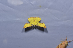 Corymica arnearia