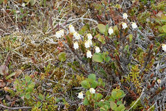 Cassiope tetragona
