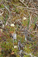 Rhododendron tomentosum