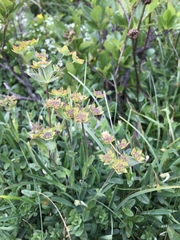 Bupleurum ranunculoides