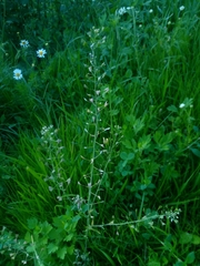 Capsella bursa-pastoris