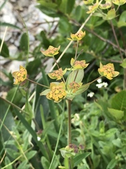 Bupleurum ranunculoides