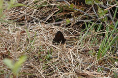 Erebia disa