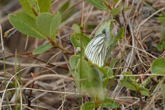 Pieris marginalis