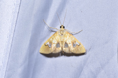 Nosophora