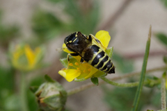 Bembecinus