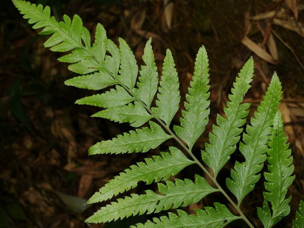 Microlepia calvescens (Microlepia calvescens)