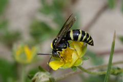 Bembecinus
