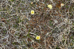 Papaver radicatum