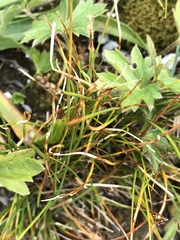 Carex myosuroides