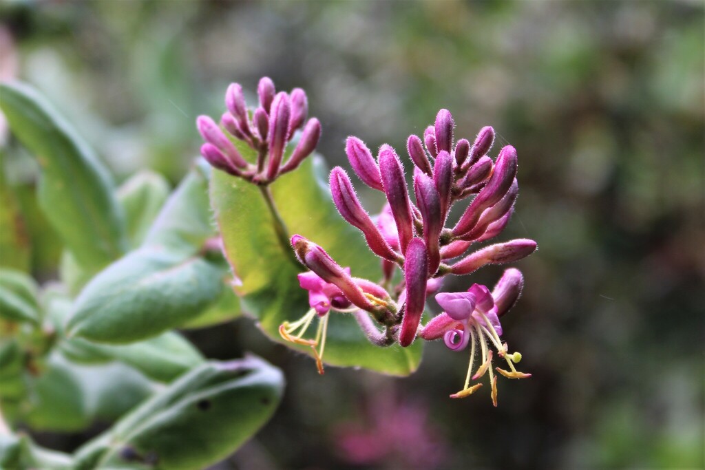 Pink Honeysuckle from Mt Tamalpais, California 94941, USA on July 04