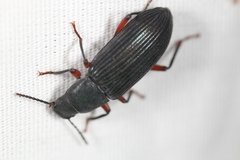 Xylopinus saperdoides