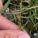 Mouse-tail Bog Sedge - Photo (c) Muriel Bendel, some rights reserved (CC BY-NC), uploaded by Muriel Bendel