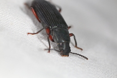 Xylopinus saperdoides