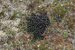 Ovibos moschatus
