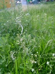 Capsella bursa-pastoris