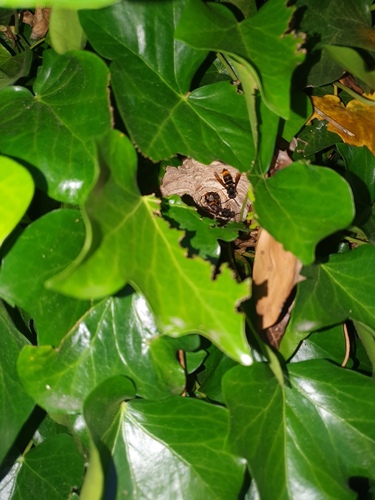Asian hornet