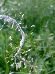 Capsella bursa-pastoris