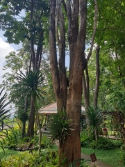 Pterocarpus macrocarpus