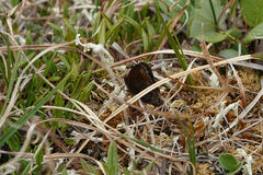 Erebia disa