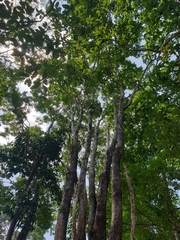 Pterocarpus macrocarpus