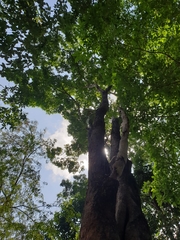 Pterocarpus macrocarpus