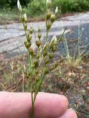 Juncus secundus