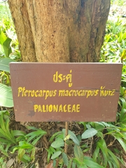 Pterocarpus macrocarpus