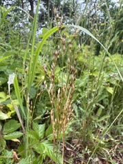 Juncus secundus