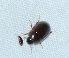 Cymbiodyta bifidus