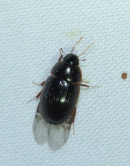 Cymbiodyta bifidus