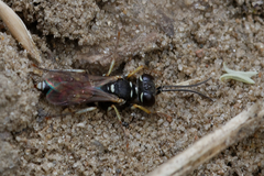 Dinetus pictus