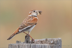 Melanocorypha mongolica