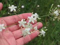 Sabatia macrophylla