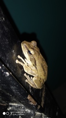 Polypedates leucomystax