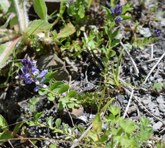 Polygala supina supina