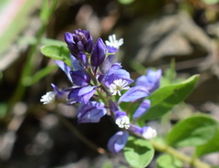 Polygala supina supina