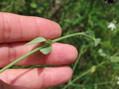 Sabatia macrophylla