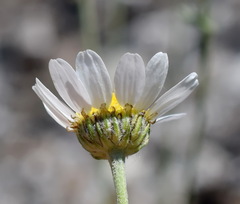Anthemis sterilis