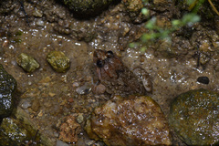 Limnonectes fujianensis