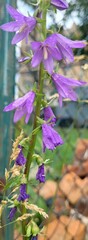 Campanula rapunculoides