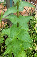 Campanula rapunculoides