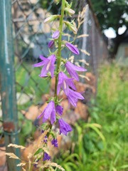 Campanula rapunculoides