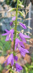 Campanula rapunculoides