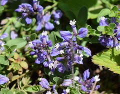 Polygala supina supina