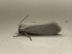 Tegeticula yuccasella